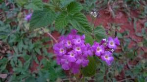 Nokia Lumia 630_image sample_1