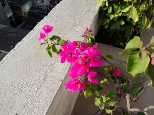 Oppo R1 camera sample