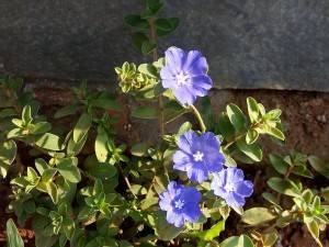 XOLO Q1010i image sample