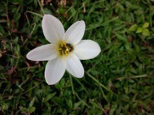 XOLO Q1010i image sample