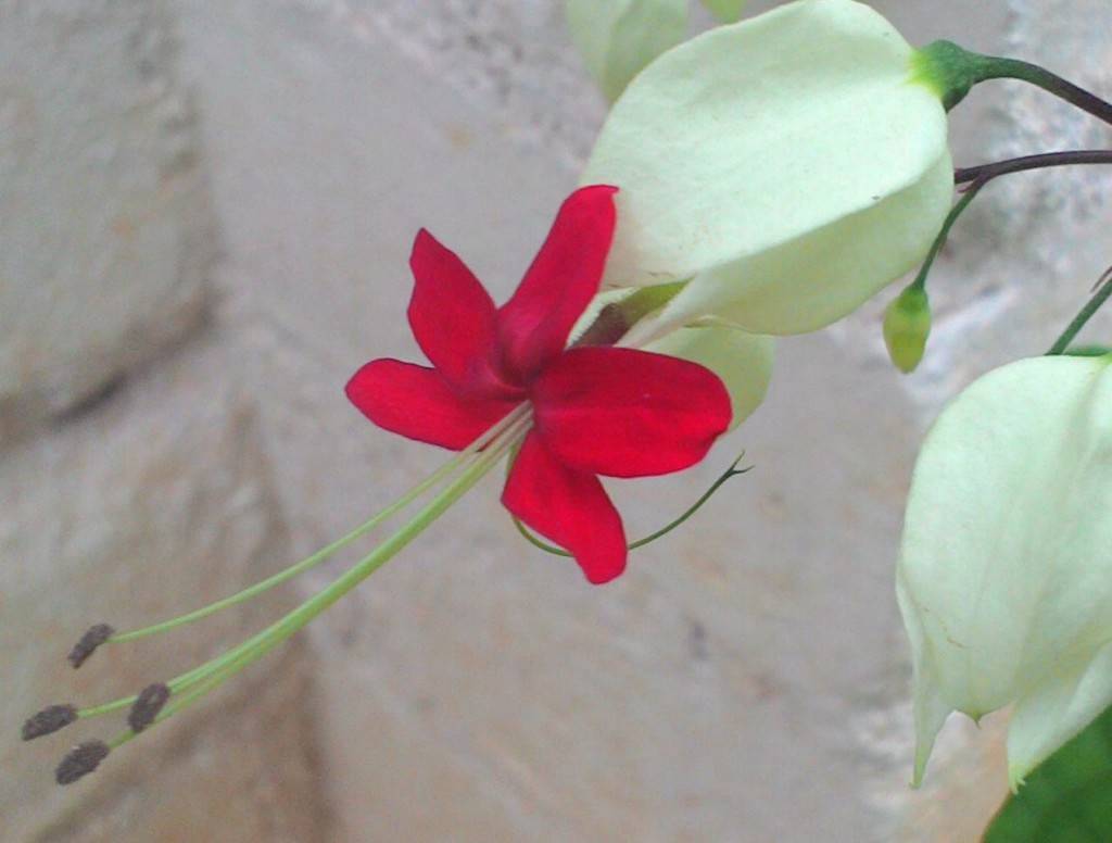 Asus Zenfone 4 camera sample_close up zoomed in