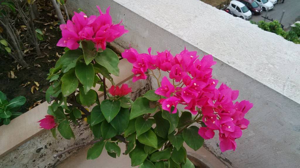 BlackBerry Z3 camera test close up