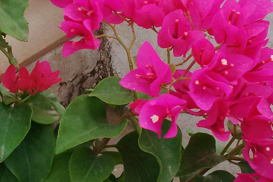 BlackBerry Z3 camera test close up zoomed