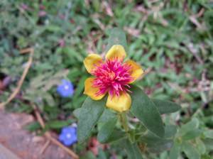 Samsung Tab S_camera sample_macro