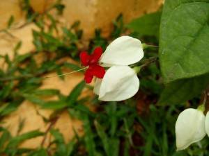 XOLO Q1200_camera sample-close up