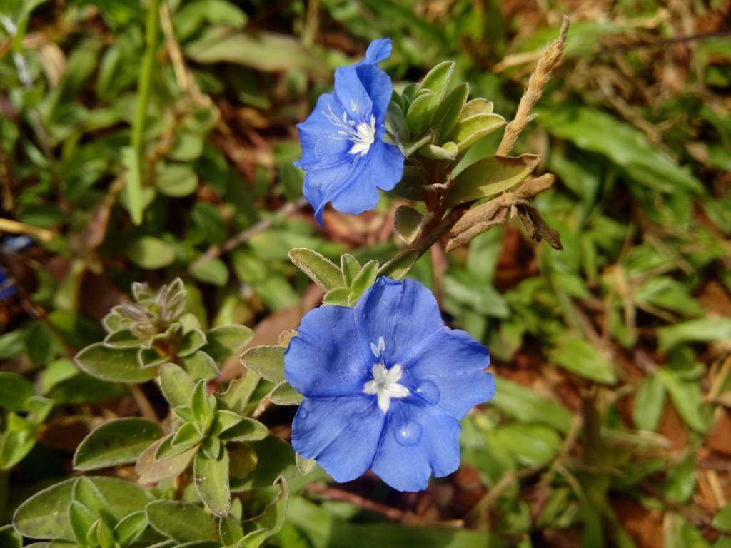 Xolo Q1200_camera test_close up