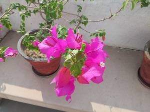 LG-G3-camera-sample-closeup