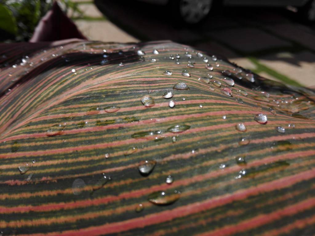 Huawei-Honor-6_camera-performance_close-up.jpg?tr=q-70