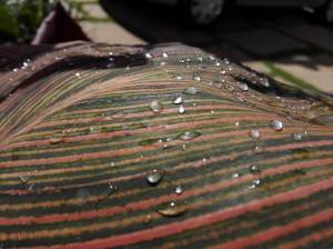 Huawei-Honor-6_camera-performance_close-up.jpg?tr=q-70
