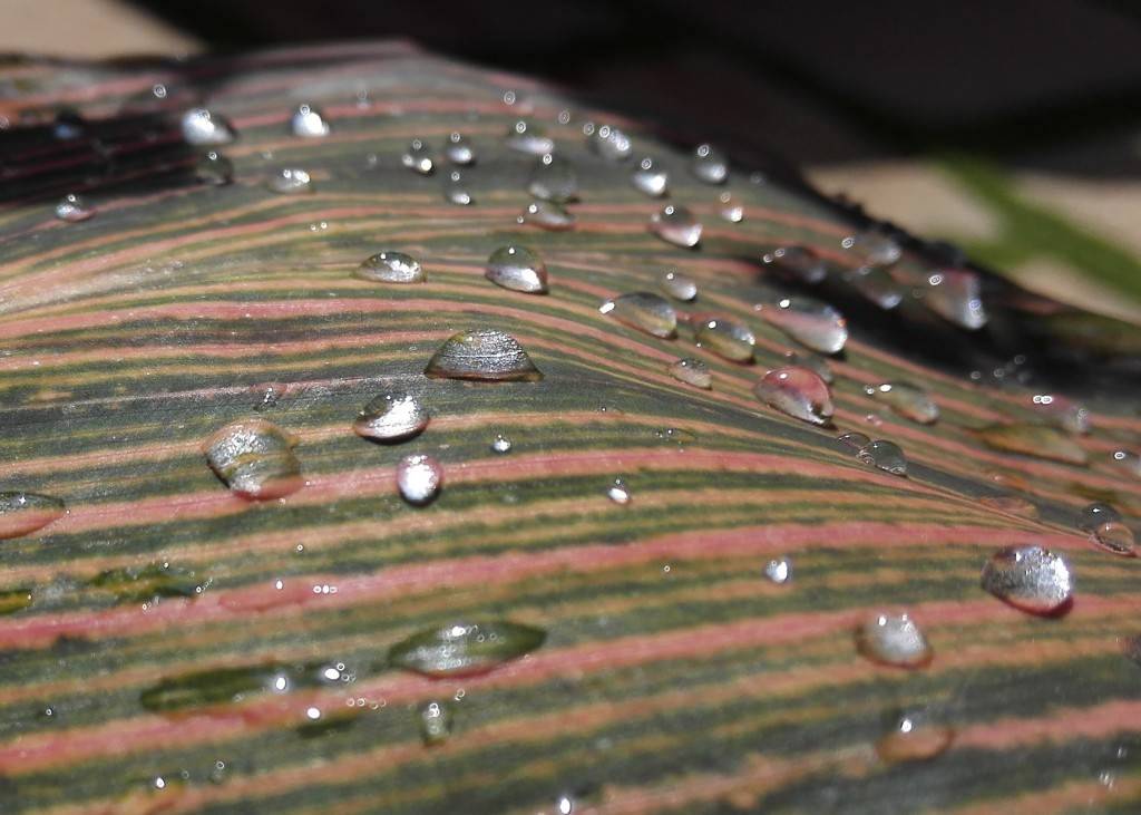 Huawei Honor 6_camera performance_close up zoomed in