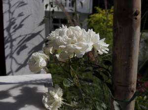 Huawei-Honor-6_macro.jpg?tr=q-70
