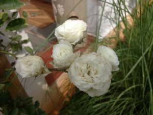 Sony-Xperia-C3_camera-performance_close-up.jpg?tr=q-70
