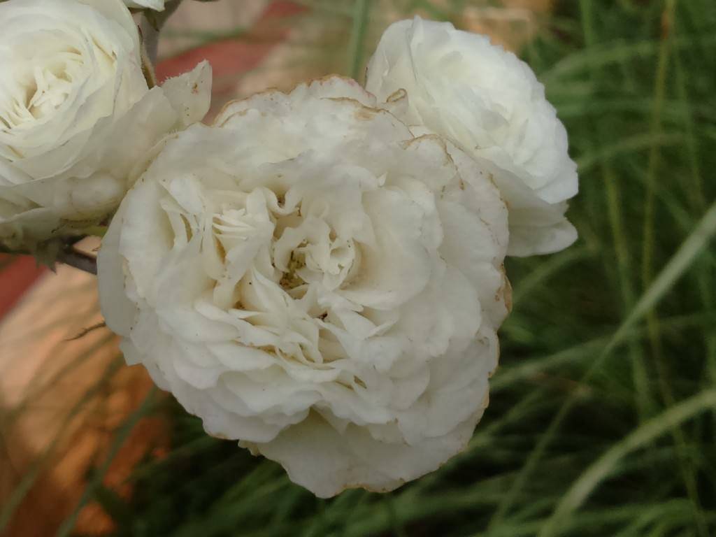 Sony Xperia C3_camera sample_close up zoomed in