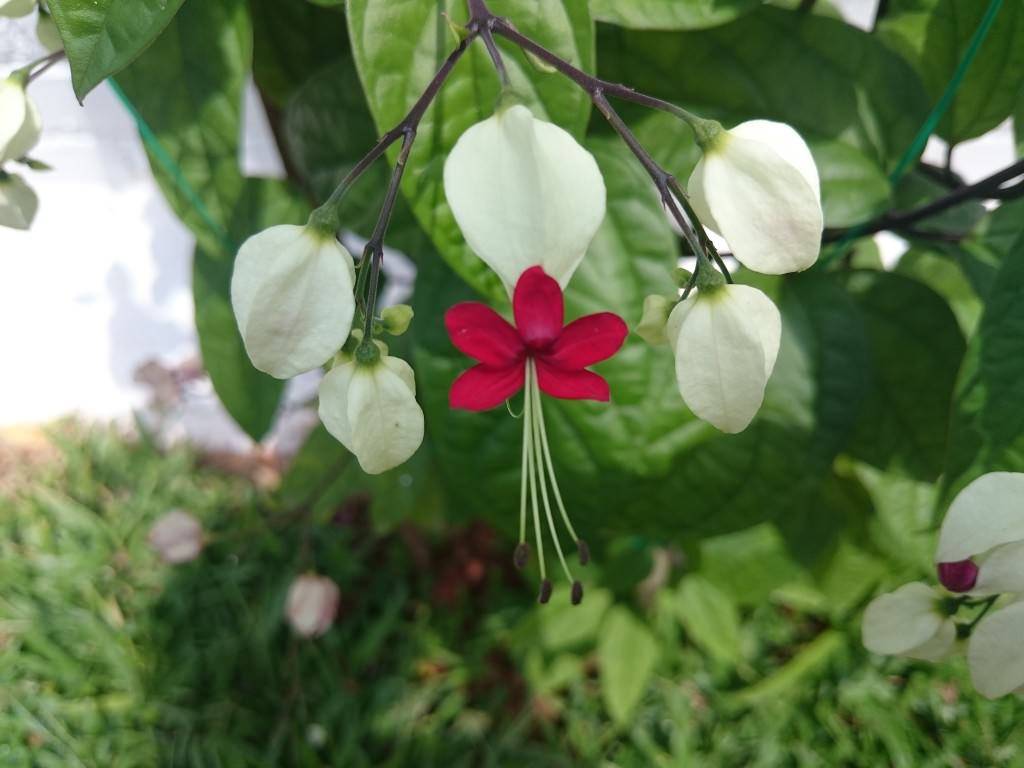 Sony-Xperia-Z3-Compact_camera-test_close-up.jpg?tr=q-70