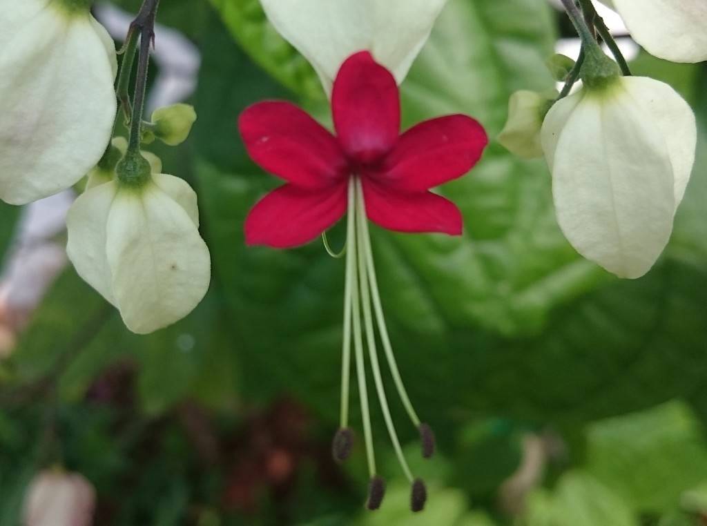 Sony Xperia Z3 Compact_camera test_close up zoomed in