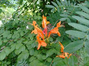 The new Moto G (2nd gen) camera review - close up shot