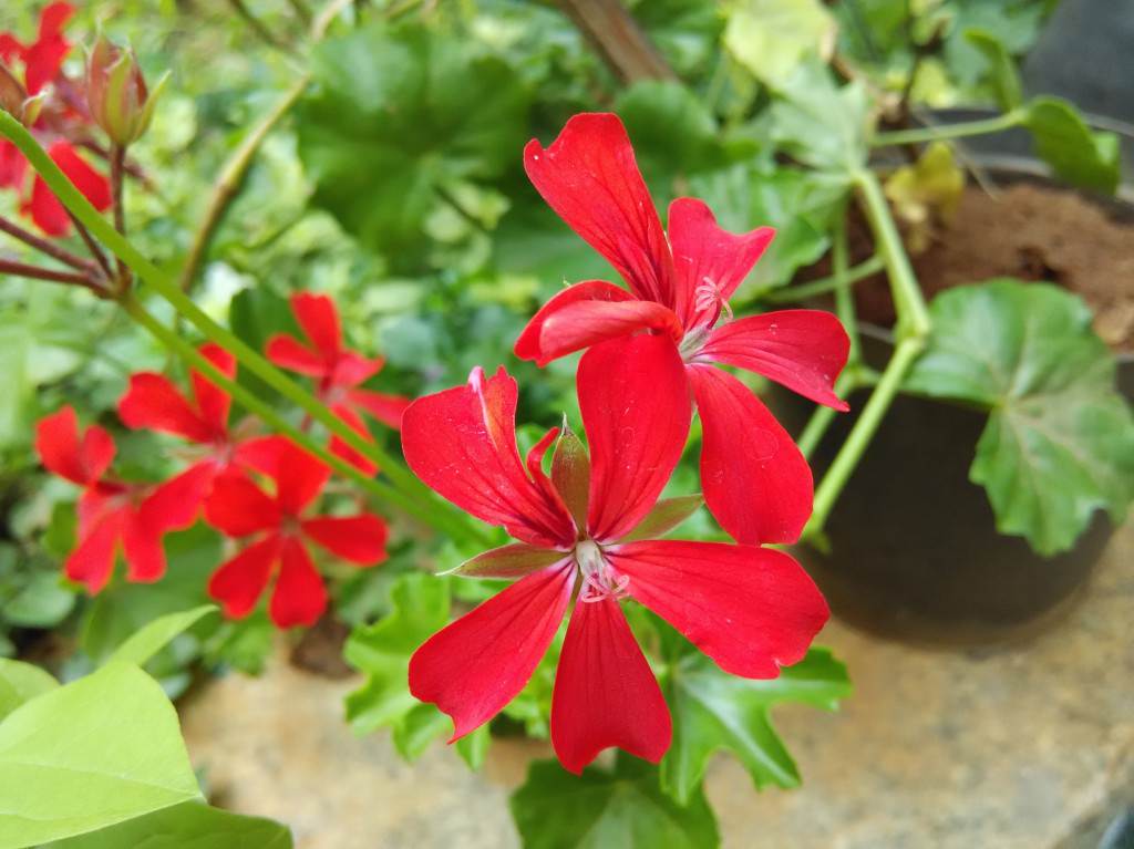 Xiaomi Redmi 1s camera sample_macro