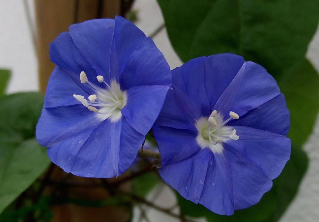Xolo 8x-1000 camera sample