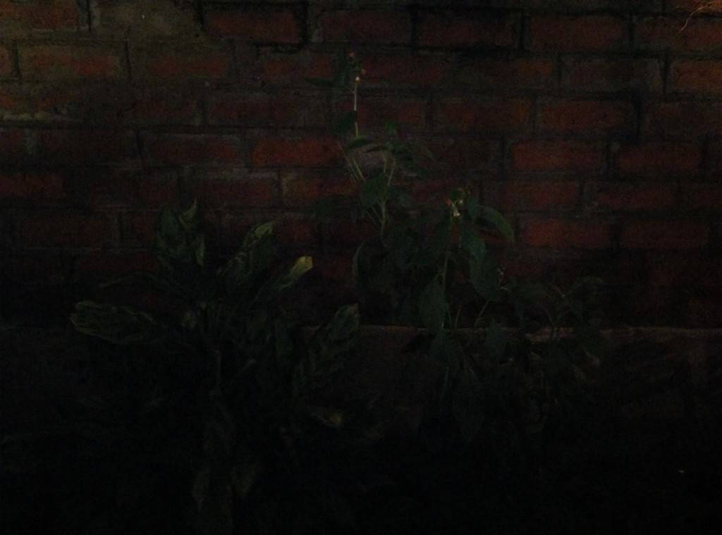 OnePlus One_camera performance_low light