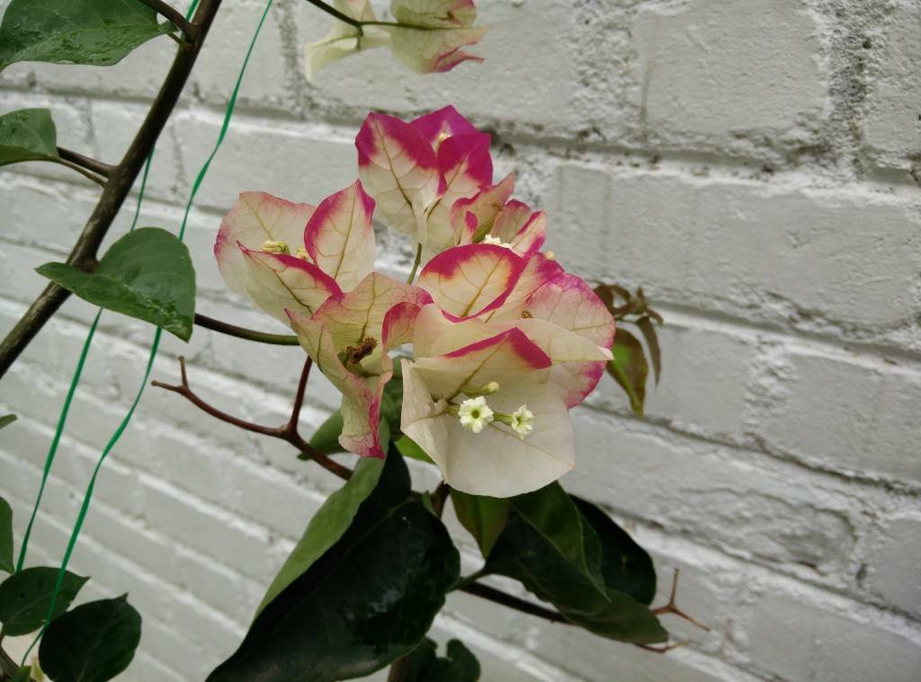 OnePlus One_camera review_close up