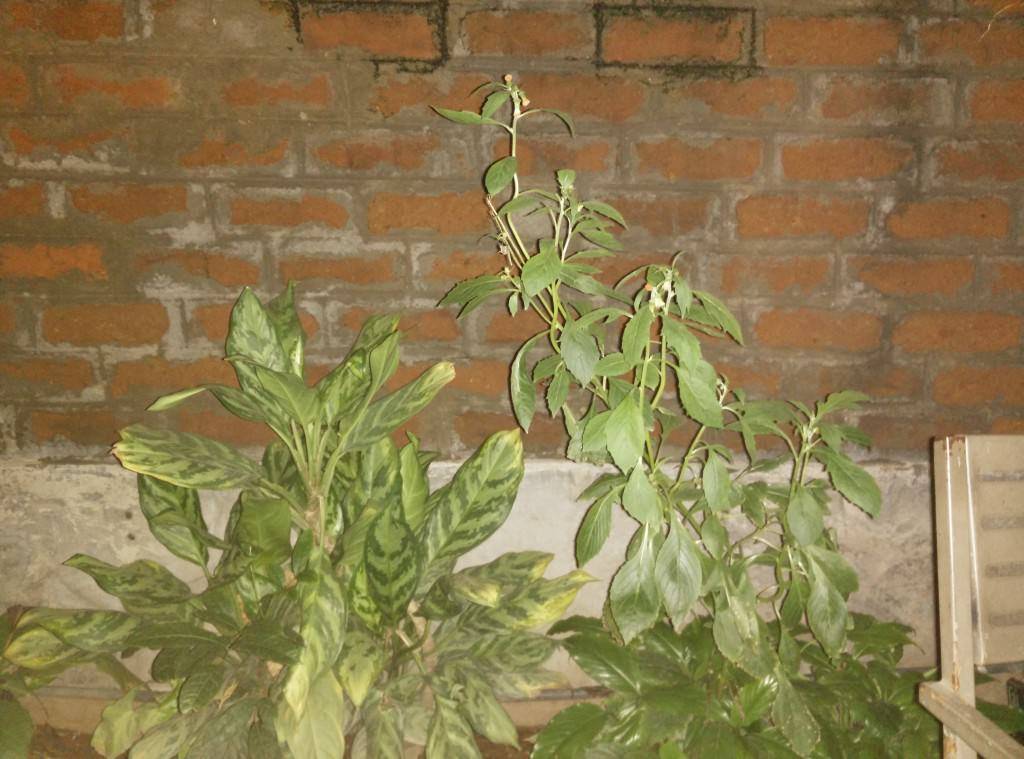 OnePlus One_camera review_low light with flash