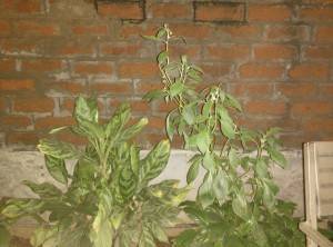 OnePlus One_camera review_low light with flash