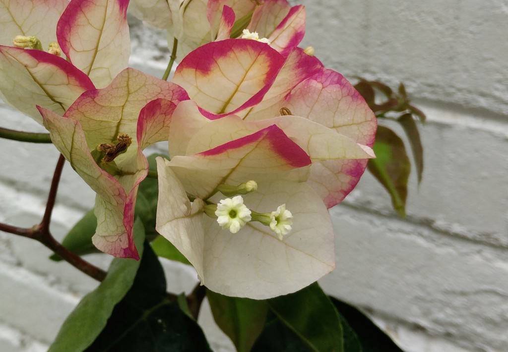OnePlus One_camera test_close up zoomed in