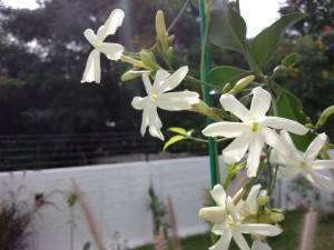 Sony Xperia C3_camera review_macro