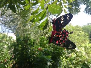 Sony Xperia Z3 Compact_macro