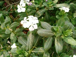 The new Moto X (2nd gen) camera review - close up