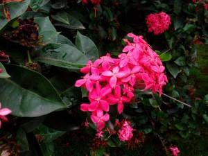 Huawei Honor Holly camera sample_macro