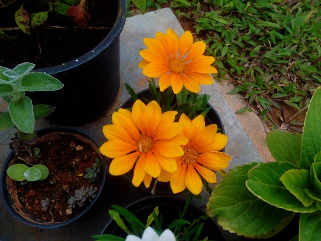 Huawei Honor Holly_camera review_close up