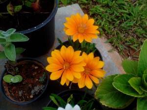 Huawei Honor Holly_camera review_close up