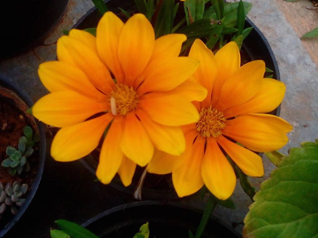 Huawei Honor Holly_camera sample_close up zoomed in