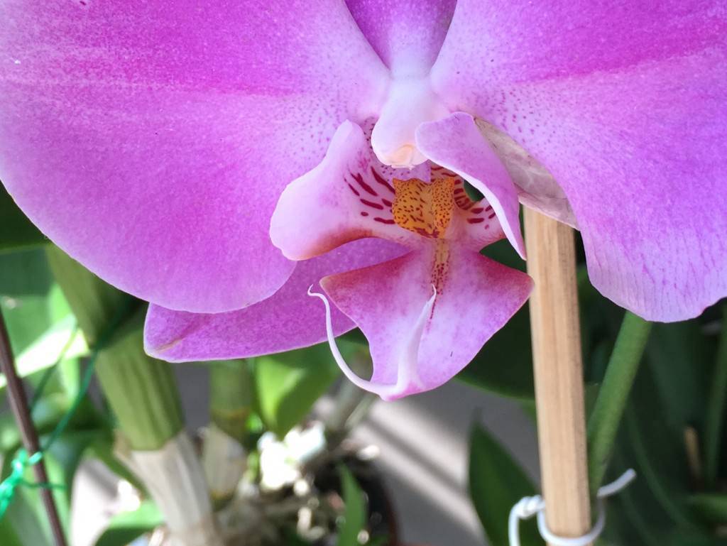 iPhone 6 camera sample_close up zoomed in