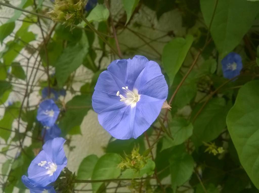 Microsoft Lumia 535_camera performance_close up