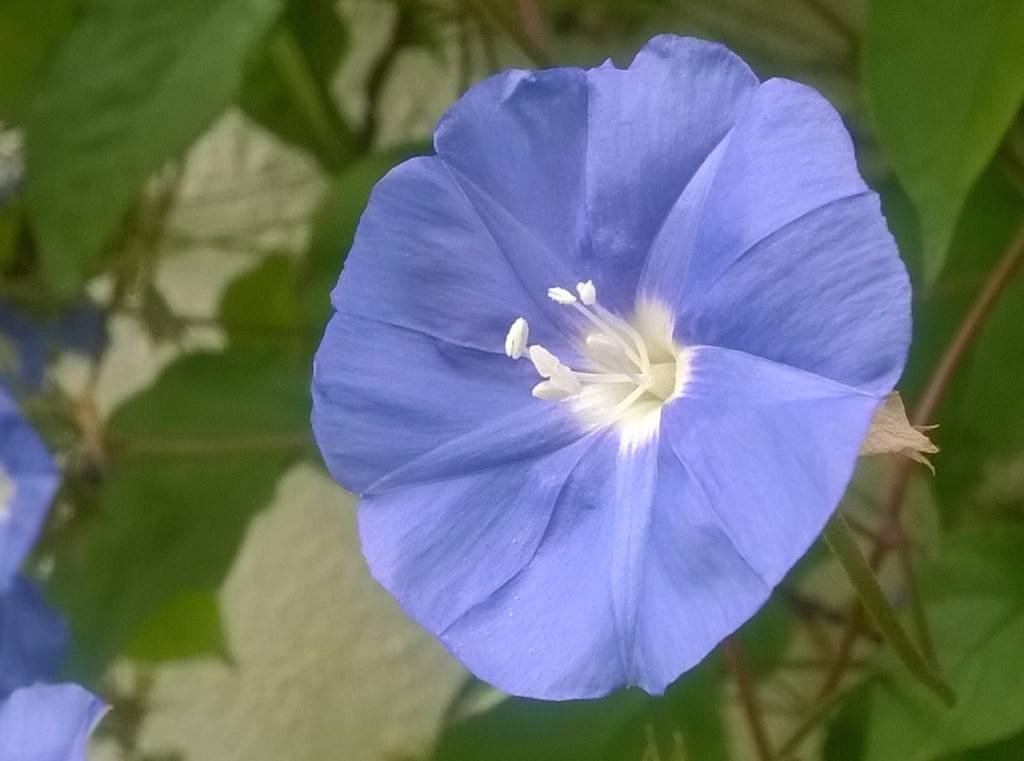 Microsoft Lumia 535_camera sample_close up zoomed in