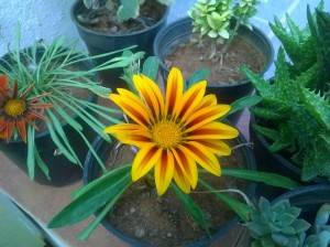 Microsoft Lumia 535_camera sample_macro