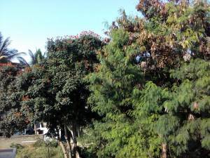 Lava-Iris-Fuel-60-camera-performance_daylight.jpg?tr=q-70