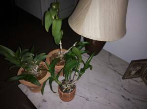 Xiaomi-Redmi-Note-4G_image-sample_flash.jpg?tr=q-70