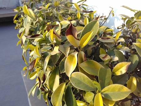 Xiaomi-Redmi-2-camera-test-closeup