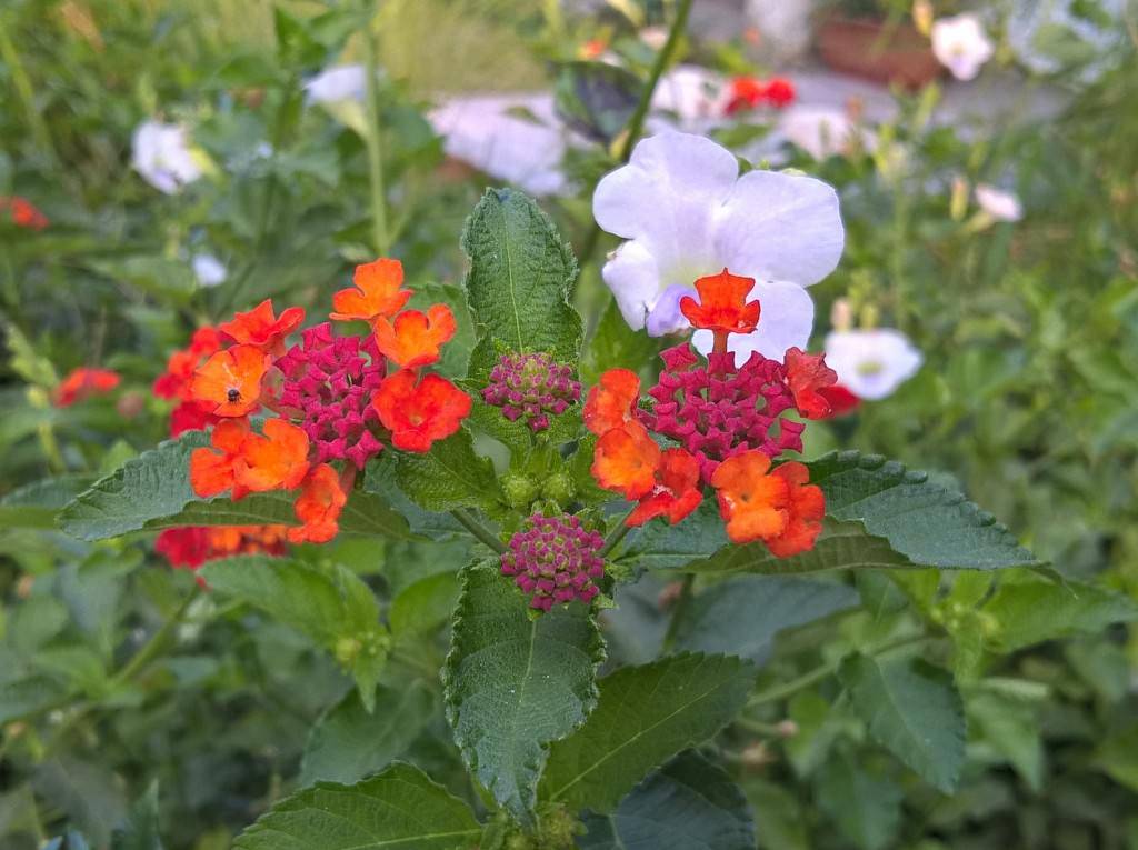 Microsoft-Lumia-640XL_camera-performance_close-up.jpg?tr=q-70