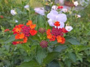Microsoft-Lumia-640XL_camera-performance_close-up.jpg?tr=q-70