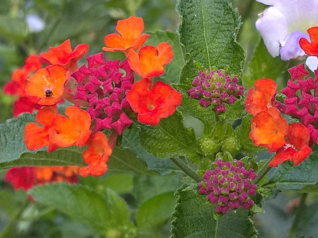 Microsoft Lumia 640XL_camera sample_close up zoomed in