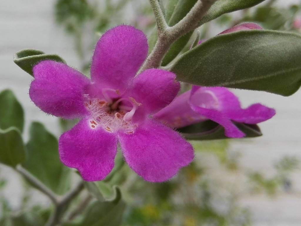 Honor 4c_camera performance_close up zoomed in