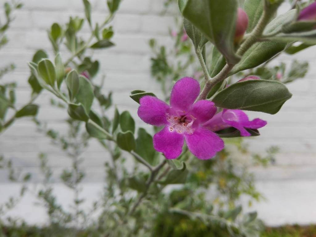 Honor-4c_camera-review_close-up.jpg