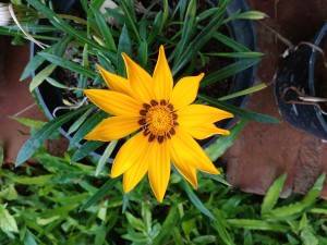 Lenovo-A6000-Plus_camera-sample_close-up.jpg?tr=q-70