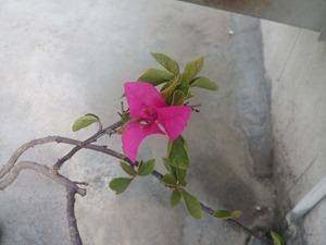 Micromax Canvas Spark camera review (6)