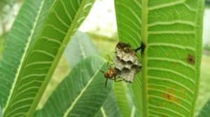 nubia-z9-mini_image-sample_close-up.jpg?tr=q-70