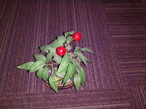 YU Yureka Plus camera performance - low-light shot with flash